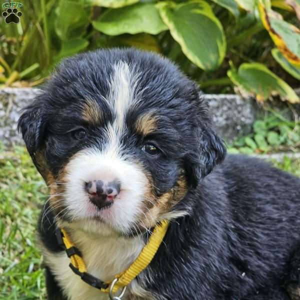 Betty, Bernese Mountain Dog Puppy